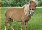 Wonderful Kid Safe Miniature 32 Miniature Mare