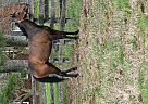 Thoroughbred - Horse for Sale in Lexington, KY 40511 Thoroughbred - Horse for Sale in Lexington, KY 40511
