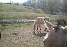 Maximus Quarter Horse Stallion