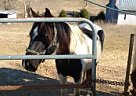 Black and White Mare for Sale Pinto Mare