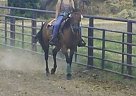 Bay QH Appendix Mare for Sale Quarter Horse Mare