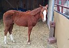 Quarter Horse - Horse for Sale in Colorado Springs, CO 80840