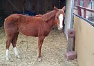 Quarter Horse - Horse for Sale in Colorado Springs, CO 80840 Quarter Horse - Horse for Sale in Colorado Springs, CO 80840