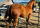 Quarter Horse - Horse for Sale in Silt, CO 81652 Quarter Horse - Horse for Sale in Silt, CO 81652