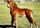 Quarter Horse - Horse for Sale in Silt, CO 81652 Quarter Horse - Horse for Sale in Silt, CO 81652