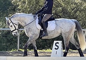 Thoroughbred (Thoroughbred, Mare) in West Hills, CA