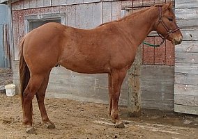 Quarter Horse (Quarter Horse, Stallion) in Bagley, WI