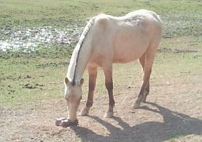 Maximus (Quarter Horse, Stallion) in Strunk, KY