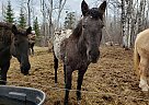 Moon - Mare in grand-marais, MN Moon - Mare in grand-marais, MN