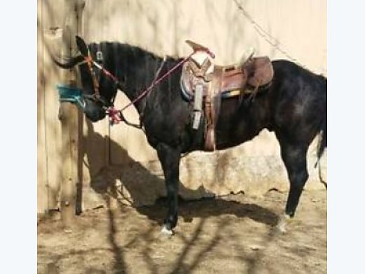 Quarter Horse Stallion