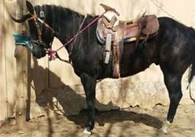 Quarter Horse (Quarter Horse, Stallion) in Denver, CO