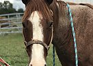 Quarter Horse - Horse for Sale in Manchester, TN 37355 Quarter Horse - Horse for Sale in Manchester, TN 37355