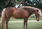 Pony - Horse for Sale in Ocala, FL 34482 Pony - Horse for Sale in Ocala, FL 34482