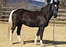 Diego - Gelding in Winchester, VA Diego - Gelding in Winchester, VA
