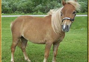 Miniature Horse (Miniature Horse, Mare) in Hebron, IN