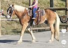 Belgian Draft - Horse for Sale in Burnsville, NC 28714