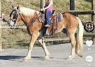 Belgian Draft - Horse for Sale in Burnsville, NC 28714 Belgian Draft - Horse for Sale in Burnsville, NC 28714