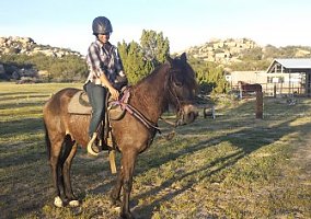 Peruvian Horse (Peruvian Horse, Gelding) in Campo, CA