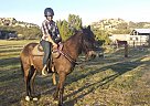 Peruvian Paso - Horse for Sale in Campo, CA 91906