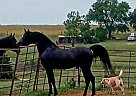 Arabian - Horse for Sale in Cedarville, AR 72932