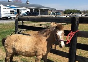 Cute Buckskin Mini Miniature Mare