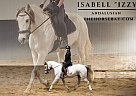 Andalusian - Horse for Sale in Michigan City, IN 46360 Andalusian - Horse for Sale in Michigan City, IN 46360