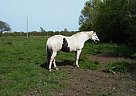 - Mare in Urich, MO - Mare in Urich, MO