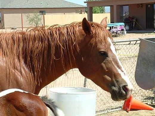 Appendix QH Mare