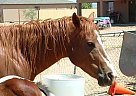 Appendix - Horse for Sale in Queen Creek, AZ 85242