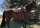 Guys Gotta Tari - Mare in Chamois, MO Guys Gotta Tari - Mare in Chamois, MO