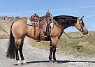 Quarter Horse - Horse for Sale in Bayard, NE 69334 Quarter Horse - Horse for Sale in Bayard, NE 69334