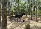 Missouri Fox Trotter - Horse for Sale in Inverness, FL 34452