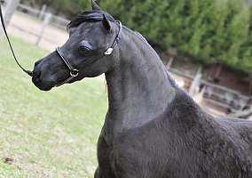 Miniature Horse (Miniature Horse, Mare) in Sugarloaf, PA