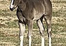 Quarter Horse - Horse for Sale in Chickasha, OK 73018 Quarter Horse - Horse for Sale in Chickasha, OK 73018