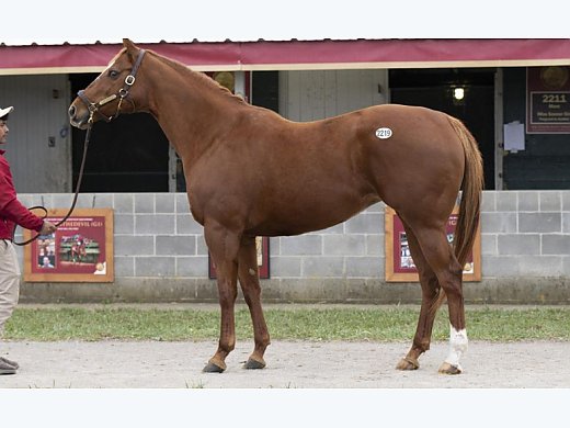 Broodmare