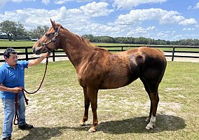 Broodmare (Thoroughbred, Mare) in Ocala, FL