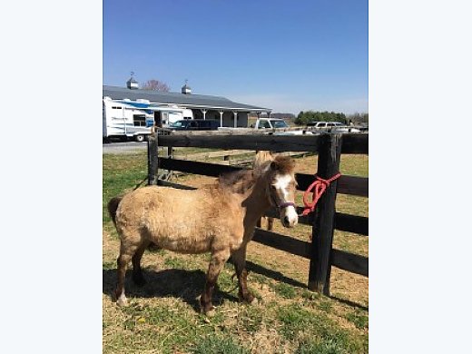 Cute Buckskin Mini