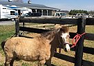 Miniature - Horse for Sale in Waynesboro, VA 22980