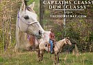 Quarter Horse - Horse for Sale in Copperhill, TN 37317
