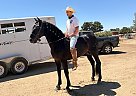 Andalusian - Horse for Sale in , CA 93215