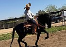 Andalusian - Horse for Sale in , CA 93215