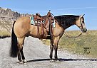 Quarter Horse - Horse for Sale in Bayard, NE 69334 Quarter Horse - Horse for Sale in Bayard, NE 69334