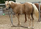 Appaloosa - Horse for Sale in Somerset, TX 78069