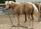 Appaloosa - Horse for Sale in Somerset, TX 78069 Appaloosa - Horse for Sale in Somerset, TX 78069
