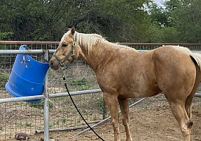 Appaloosa (Appaloosa, Gelding) in Somerset, TX