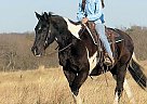 Paint - Horse for Sale in Pflugerville, TX 78660 Paint - Horse for Sale in Pflugerville, TX 78660