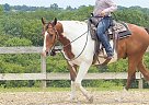 Paint - Horse for Sale in Pflugerville, TX 78660 Paint - Horse for Sale in Pflugerville, TX 78660