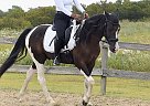 Paint - Horse for Sale in Pflugerville, TX 78660 Paint - Horse for Sale in Pflugerville, TX 78660