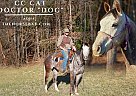 Quarter Horse - Horse for Sale in Copperhill, TN 37317