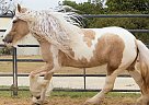 Gypsy Vanner - Horse for Sale in Pflugerville, TX 78660